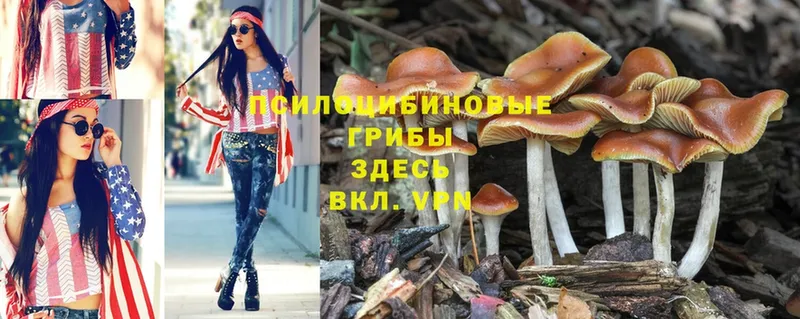 Галлюциногенные грибы Psilocybe  ОМГ ОМГ   Кострома 